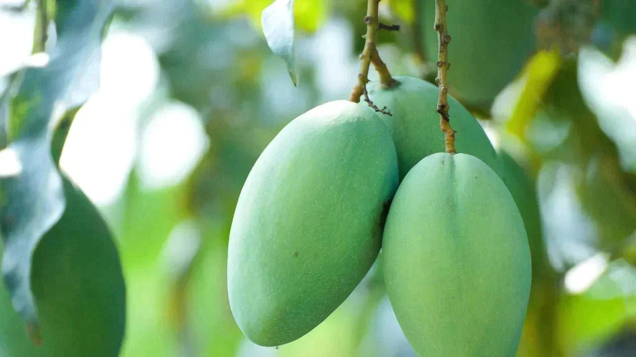 Unmasking the African Mango Side Effects: A Comprehensive Guide