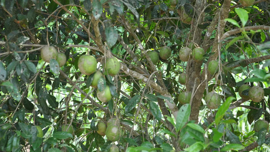Exploring the Benefits of Irvingia Gabonensis