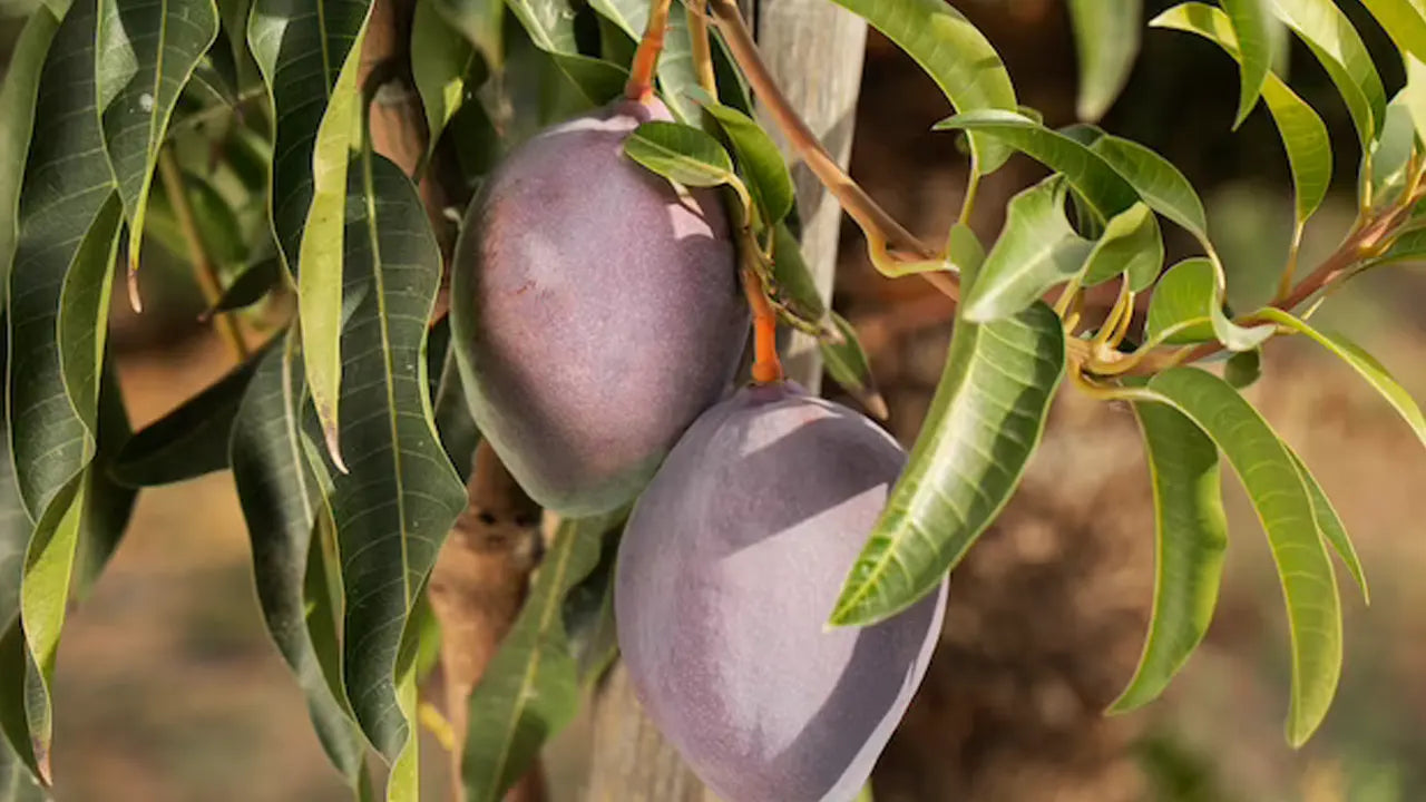 What is the Nutrition of African Mango Seed?