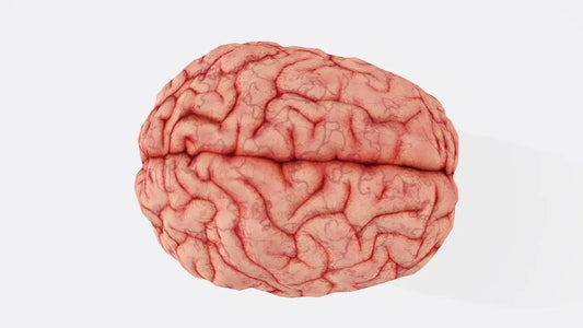 What is the Best Nootropic