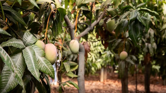 Which Mango is Best for Eating