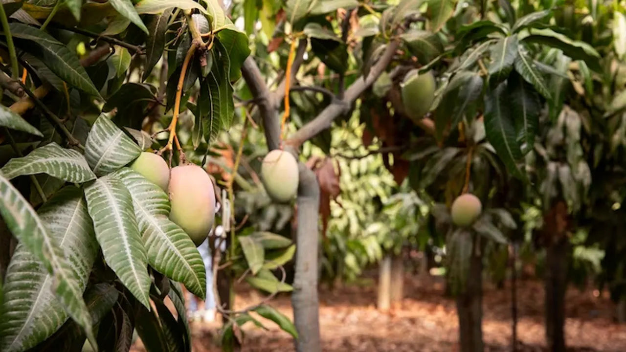 Which Mango is Best for Eating