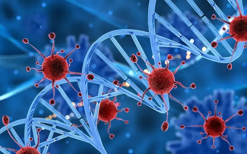 Why Does the Heart Have More Mitochondria