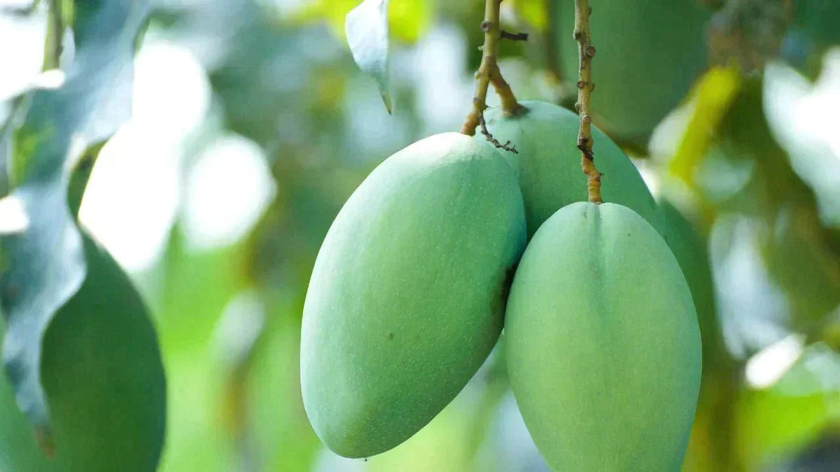 African mango side effects