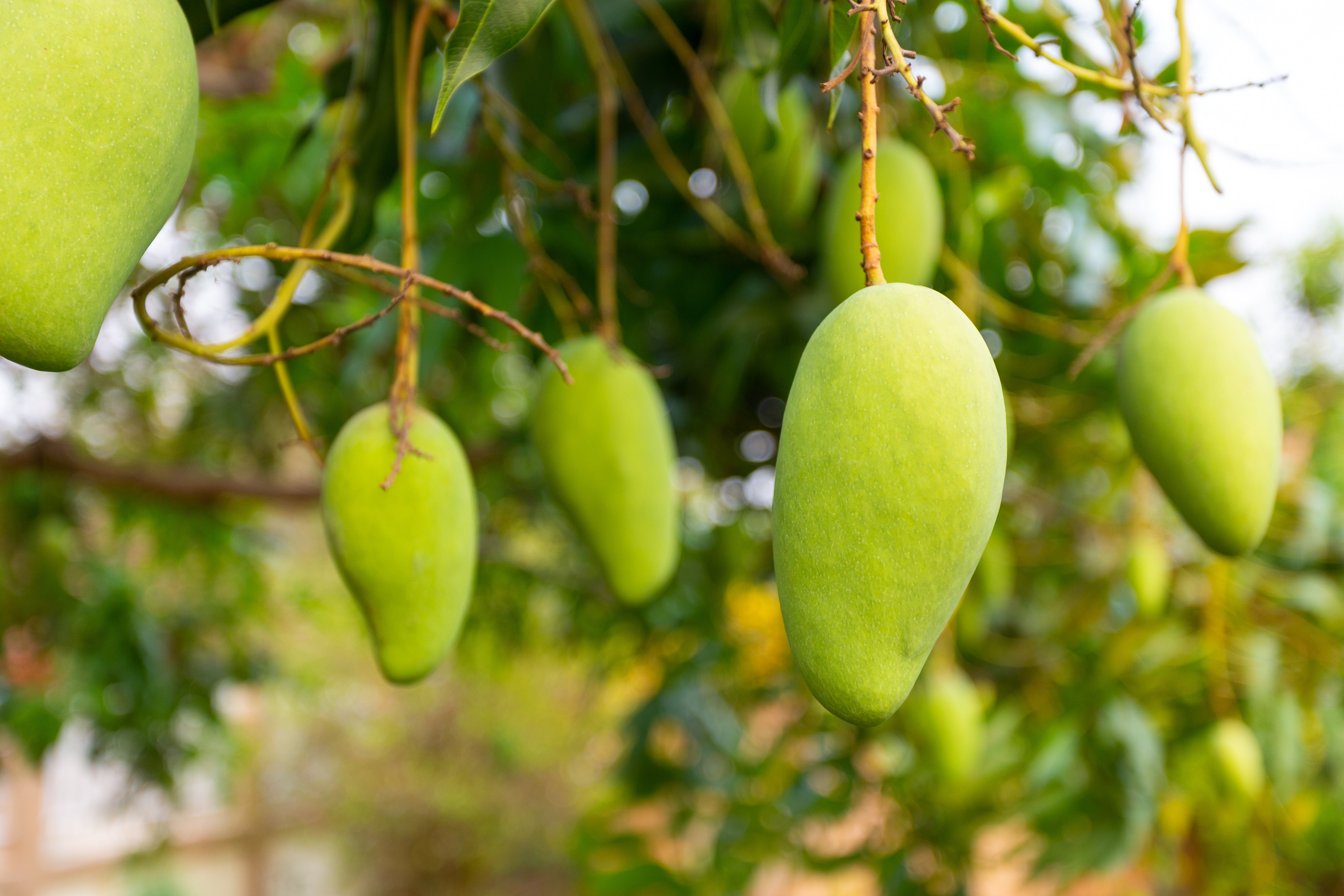 Unlocking Nature’s Secrets: What is Irvingia Gabonensis Used For?