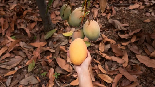 Health Benefit of African Mango