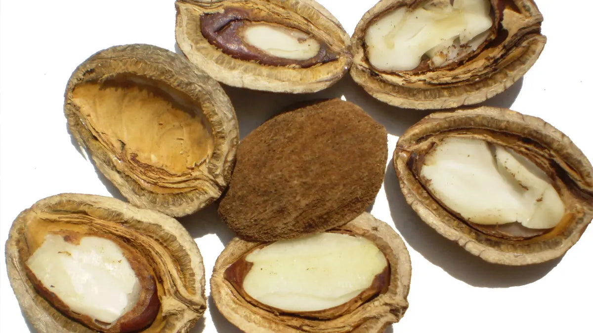 Unlocking the Mystery: Where Did the Irvingia Gabonensis Come From?