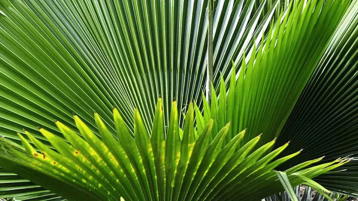 What Is Saw Palmetto - A Natural Remedy - OPA NUTRITION