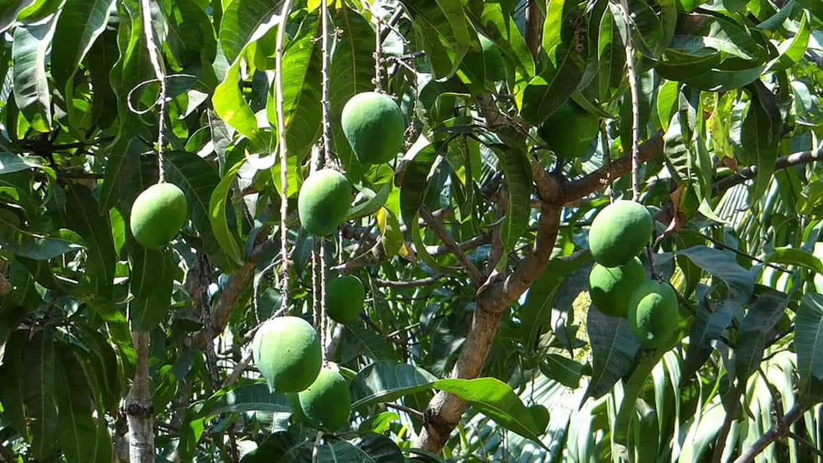 What is the common name for Irvingia gabonensis?