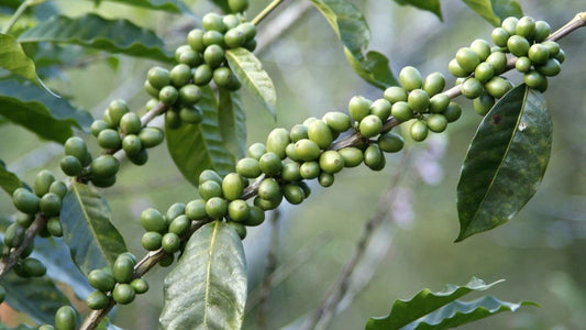 Green Coffee Bean Extract Can Boost Your Night Time Fat Burn - Luma by Laura